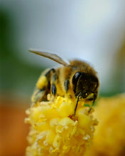 The Quiet Botanist - Soap